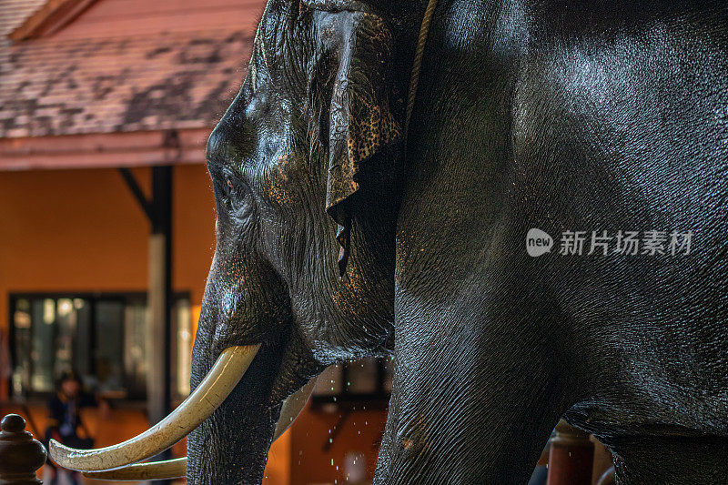 Asian elephant, Asiatic elephant, (Elephas maximus), Éléphant d'Asie, Thailand.